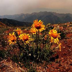 Evergreen Refuge : As the Fire Burns